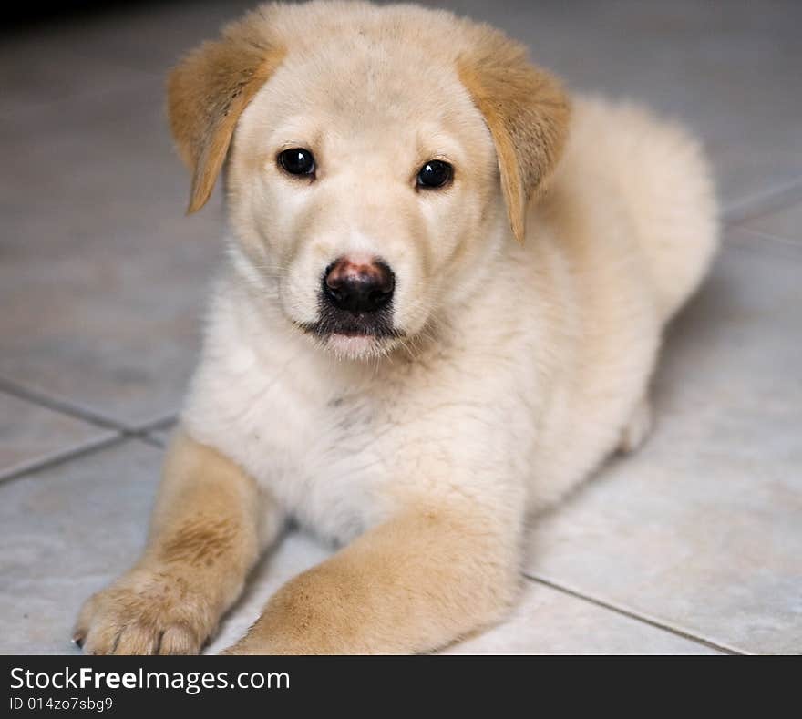 A puppy golden retriever looking at the camera. A puppy golden retriever looking at the camera