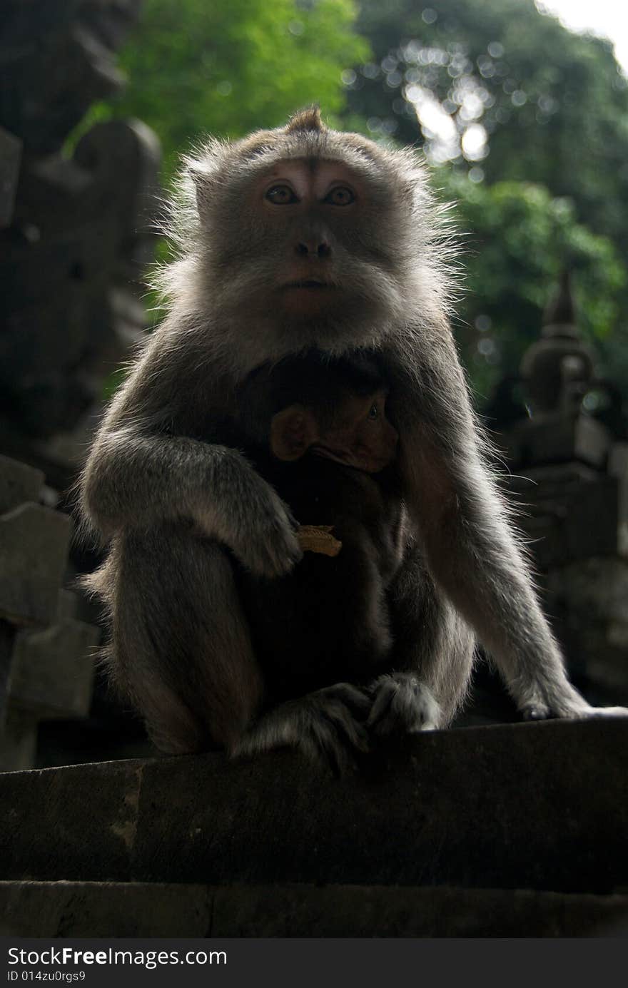 Monkey of the Monkey Forest Temple