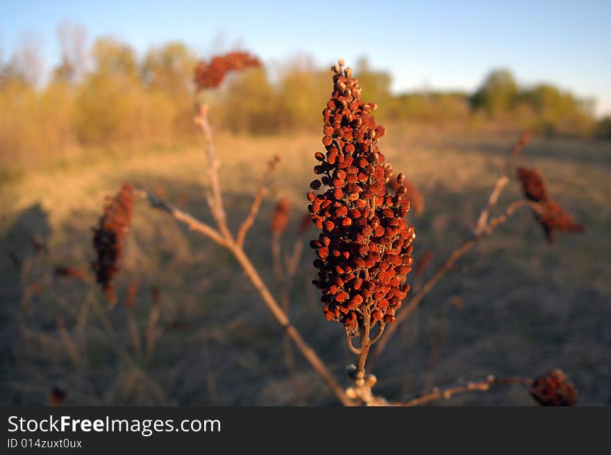 Plant close-up