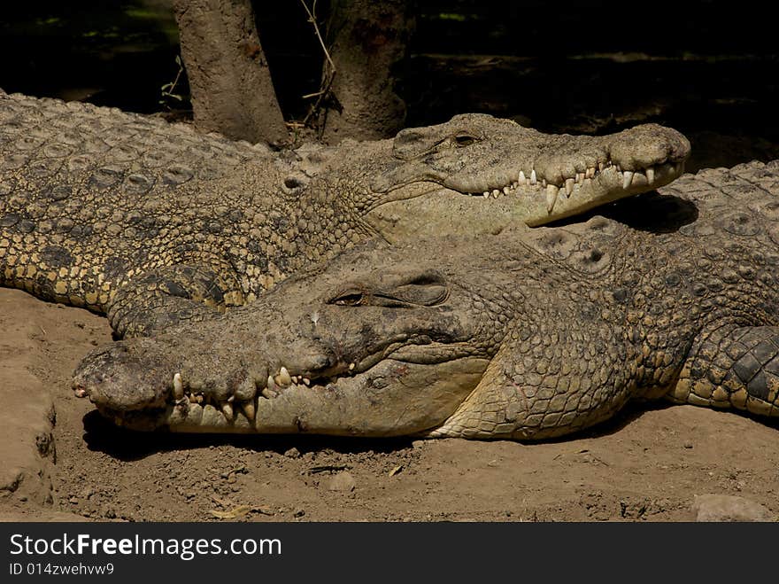 Crocodile farm