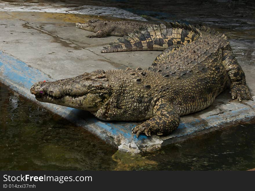 Crocodile farm