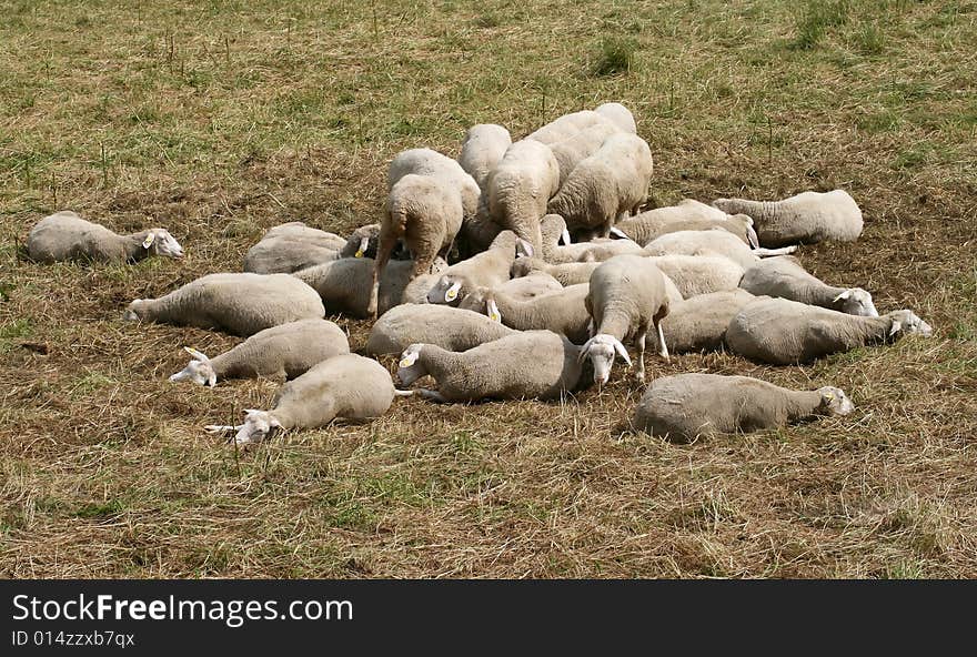 These sheeps are from a high-placed meadow in czech mountains