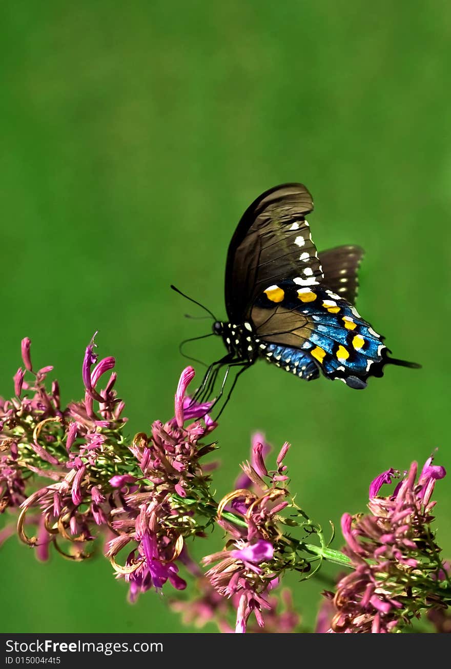 Eastern Butterfly