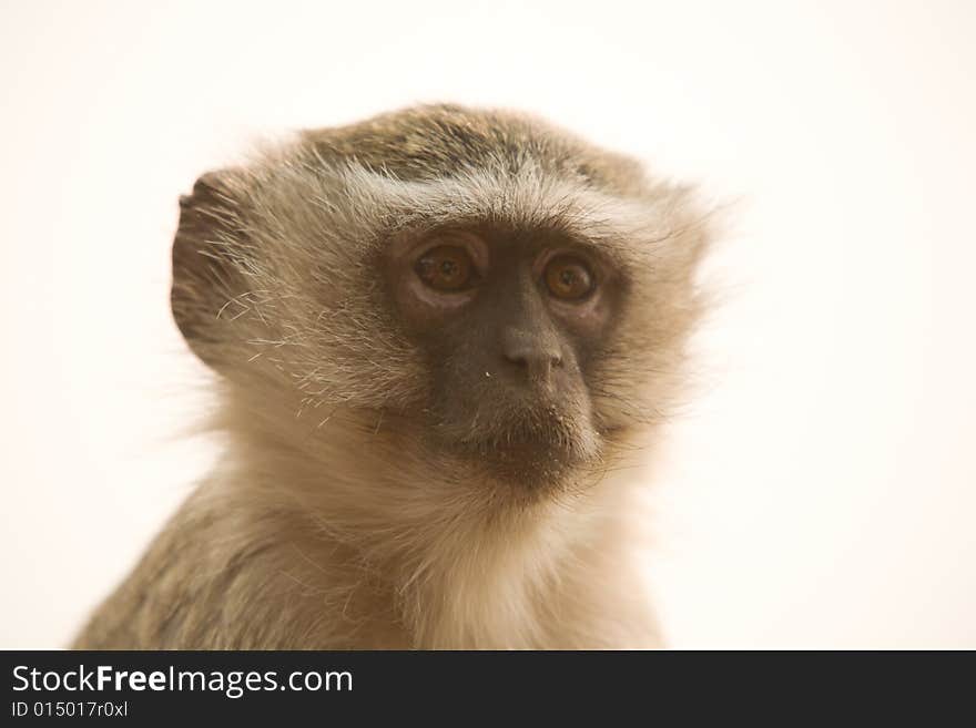 Ververt Monkey Livingstone Zambia Africa