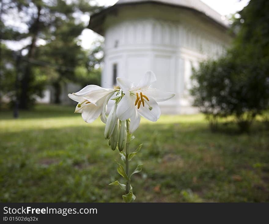 Flower with church in background