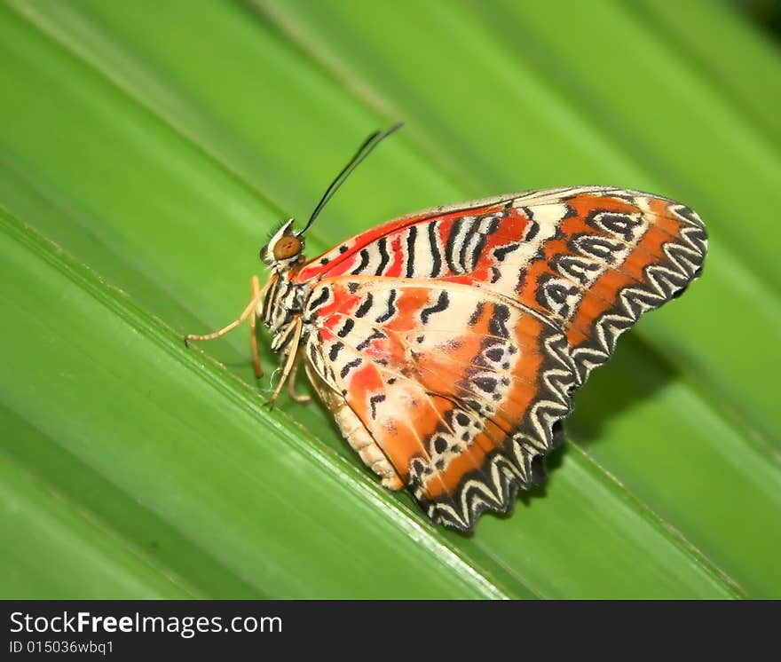 An interesting butterfly from the tropics. An interesting butterfly from the tropics