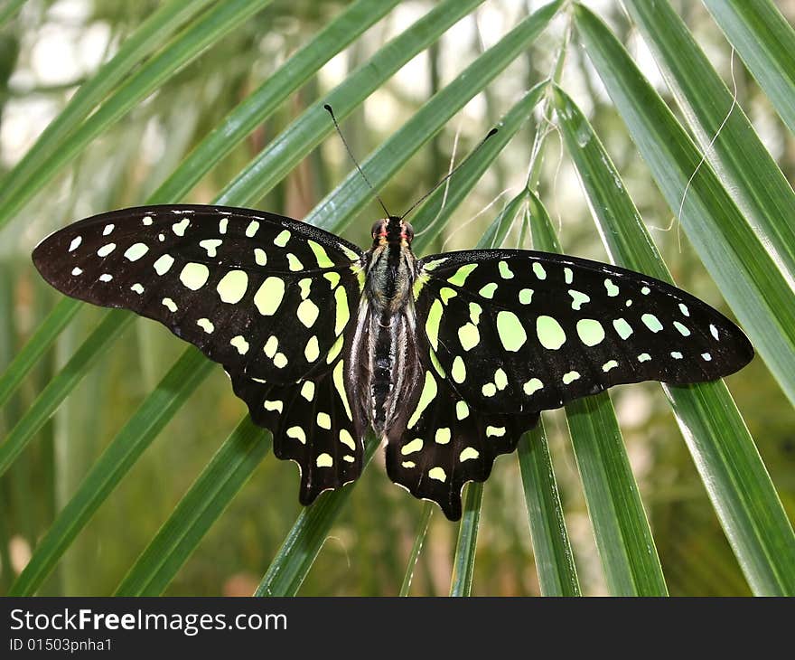 A tropical butterfly with green wings. A tropical butterfly with green wings