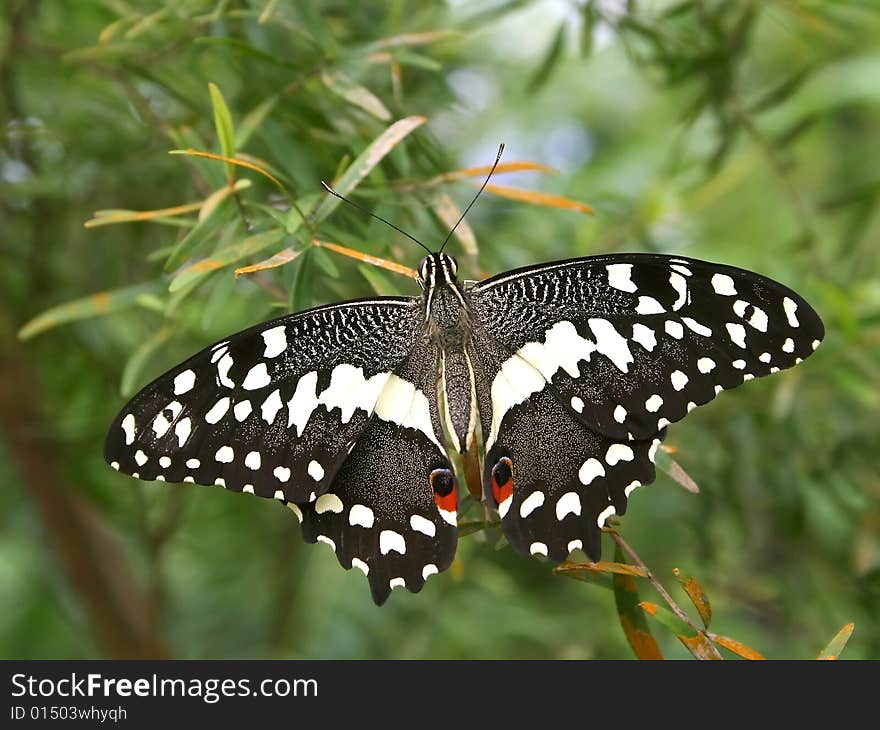 A beautiful butterfly from the tropics. A beautiful butterfly from the tropics