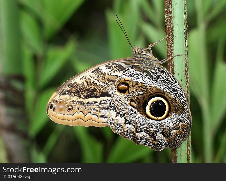 An interesting butterfly from the tropics. An interesting butterfly from the tropics