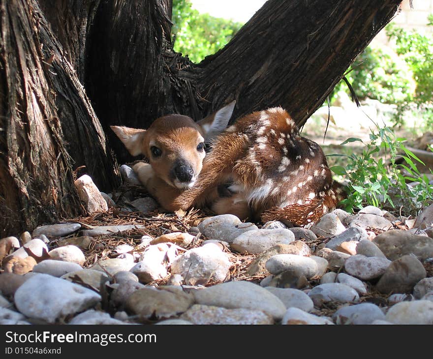 Fawn