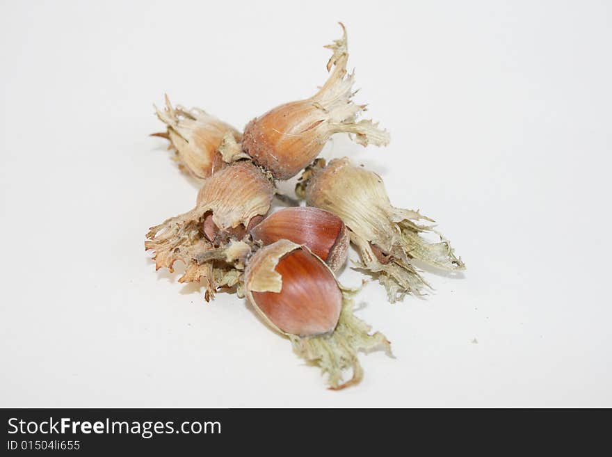 Hazel nut on the white background