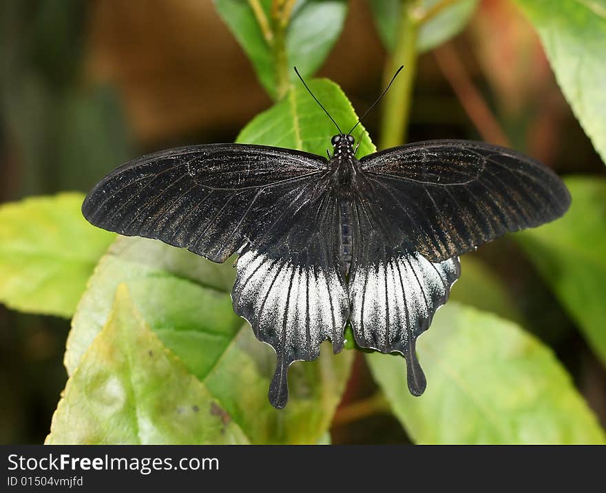 A black butterfly that lives in tropics