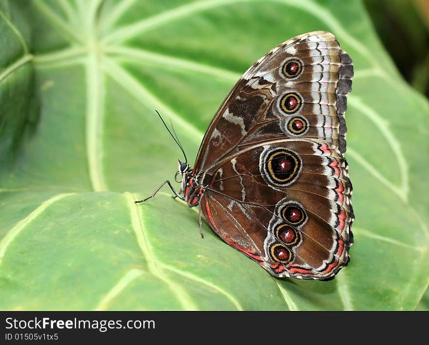 Very attractive and relaxing tropical butterfly. Very attractive and relaxing tropical butterfly