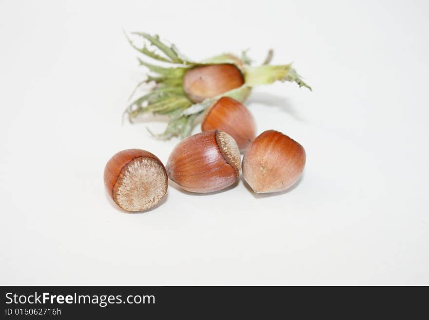 Hazel nut on the white background