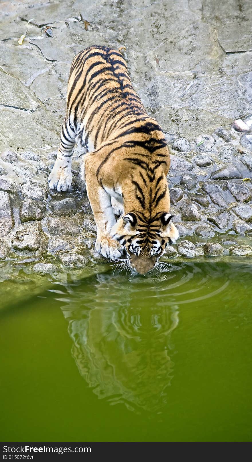 Amur tiger at watering pond. Amur tiger at watering pond