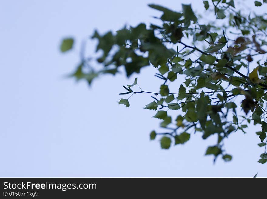 Tree branch