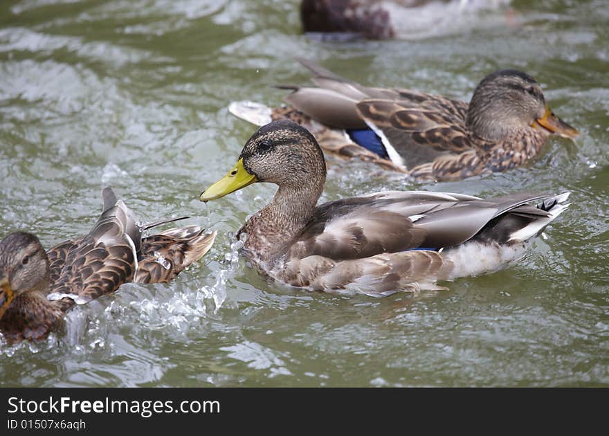 Ducks in the pond