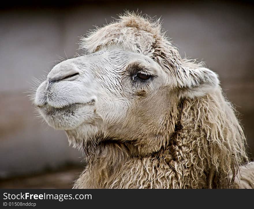 Portrait of nice bactrian camel. Portrait of nice bactrian camel