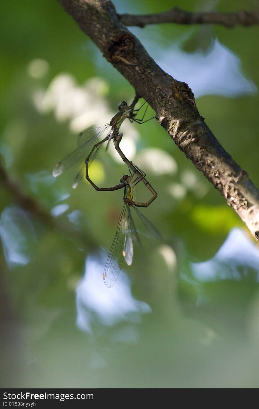 Two dragonfly making love on a branch.