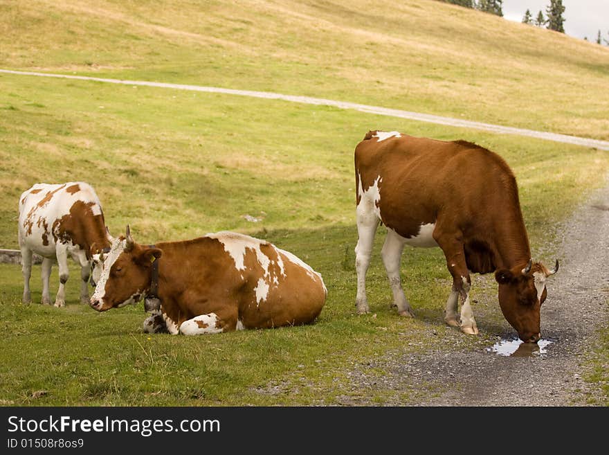 Three cow