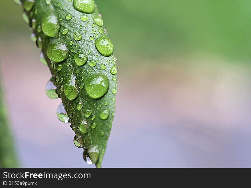 Some waterdrops on a leaf