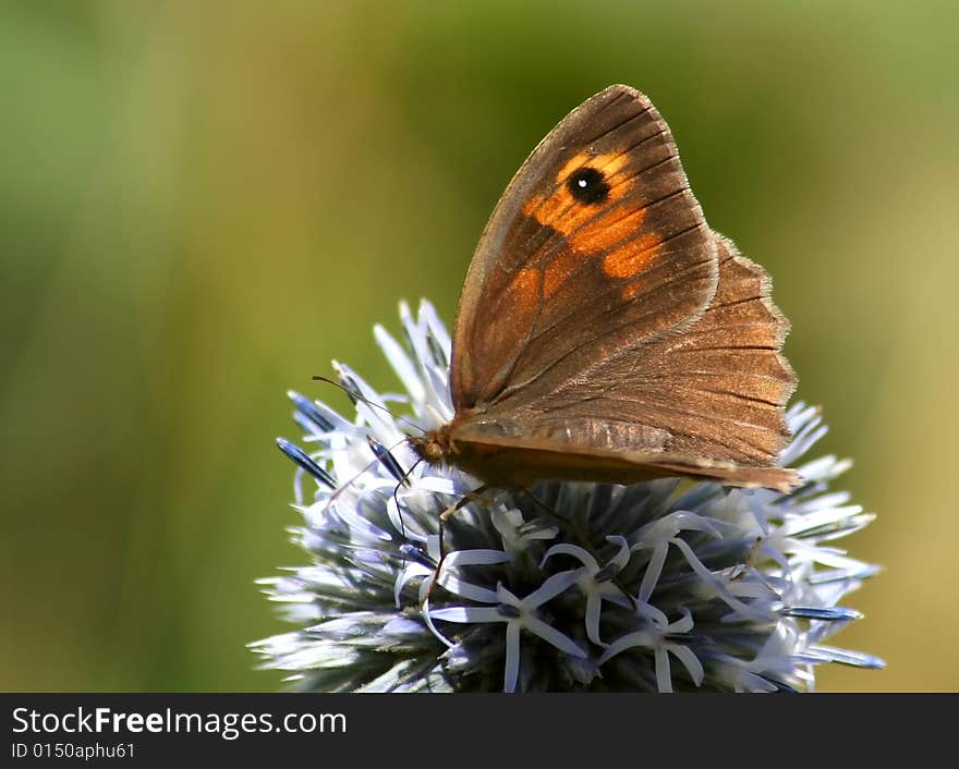 A butterfly taken in Prague nature in summer. A butterfly taken in Prague nature in summer