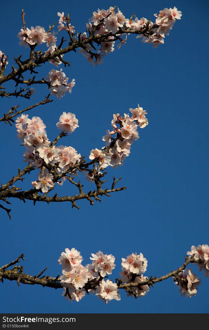 Almond Blossom