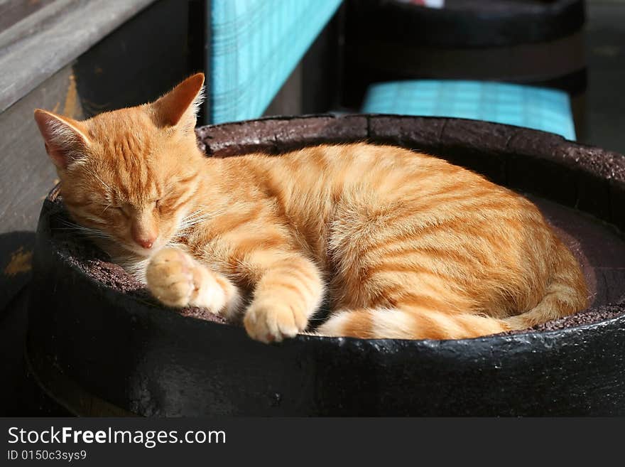 This cat is very friendly and always hungry. It is from a cottage of my girlfriend. This cat is very friendly and always hungry. It is from a cottage of my girlfriend.