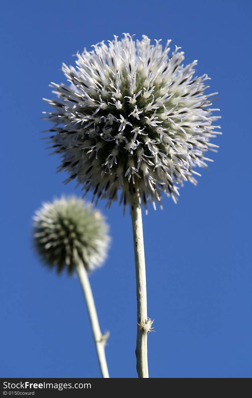 Close - up of thistle over blue sky.