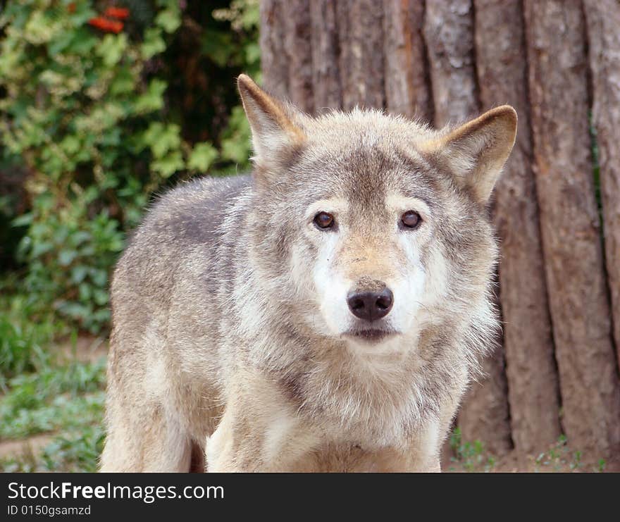 Wolf grey or ordinary Canis lupus in a zoo