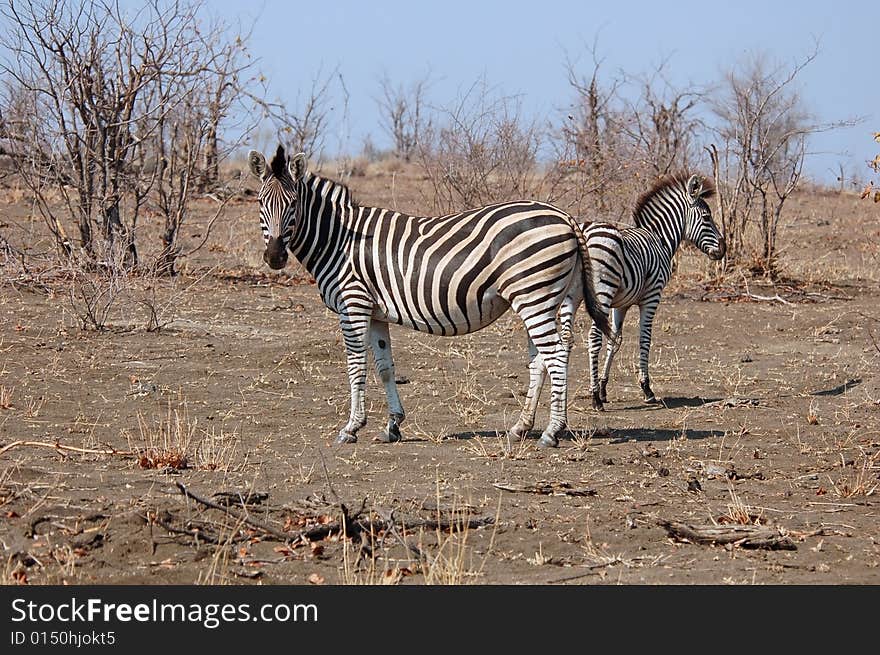 Burchell s Zebra (Equus quagga burchelli)