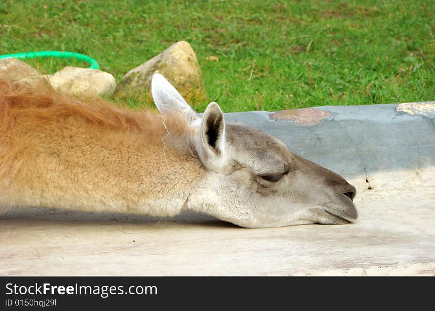 Llama Lama guanacoe