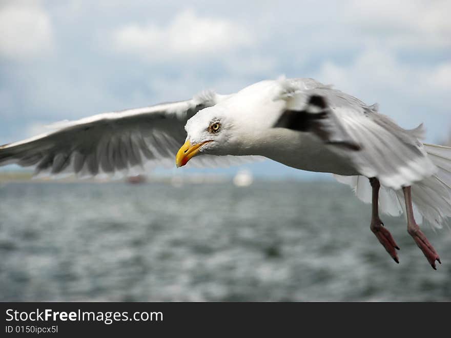 Shot on the north sea near Texel island in holland. Shot on the north sea near Texel island in holland