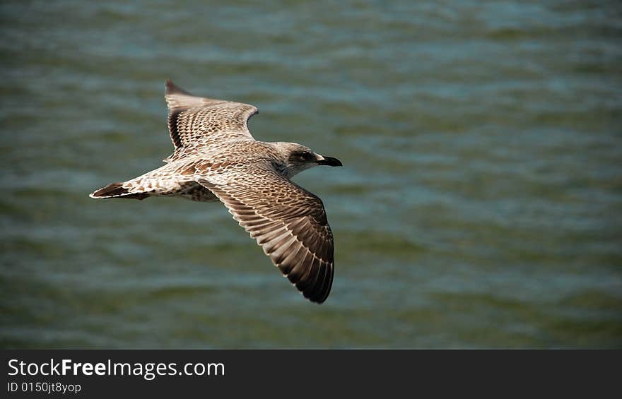 Shot on the north sea near Texel island in holland. Shot on the north sea near Texel island in holland