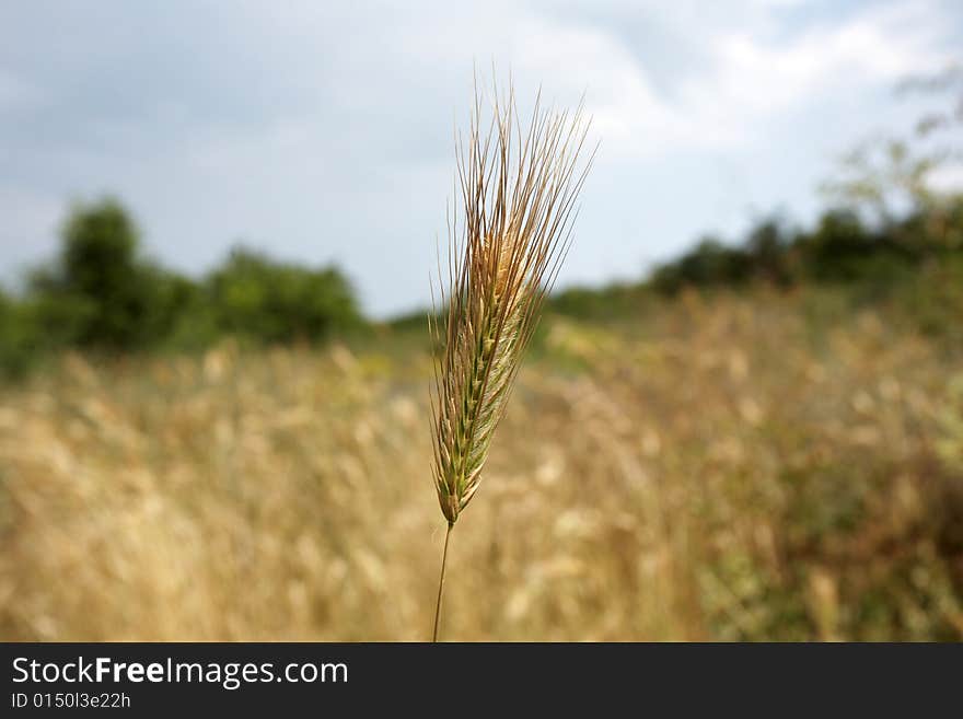 Corn field in the summer sun