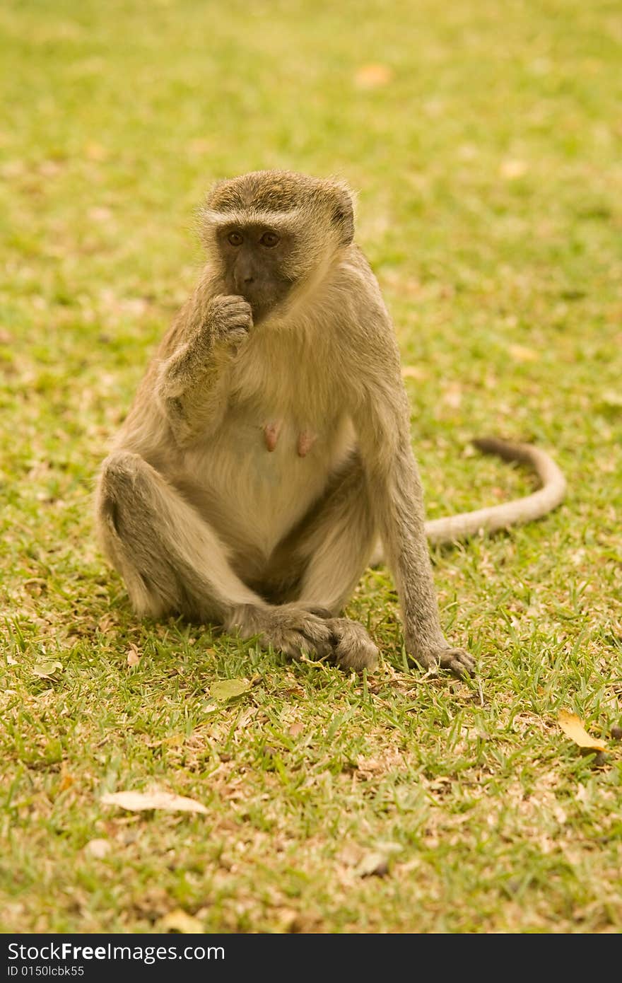 Ververt Monkey Livingstone Zambia Africa