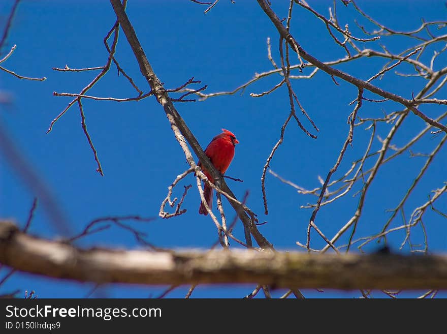 Male Cardinal