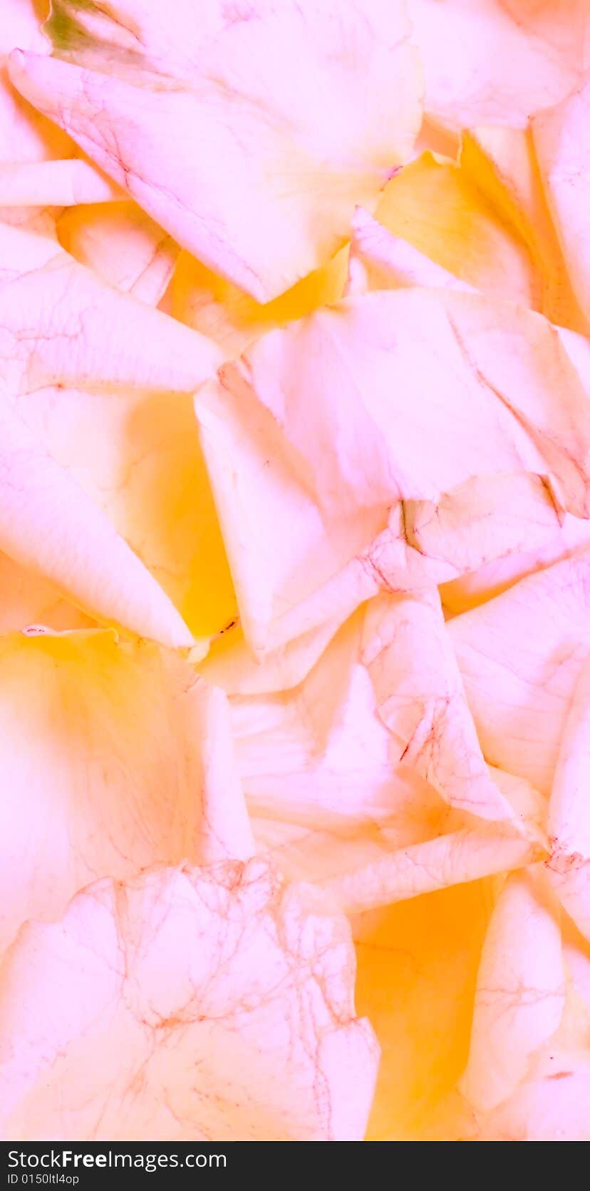 Rose petal background