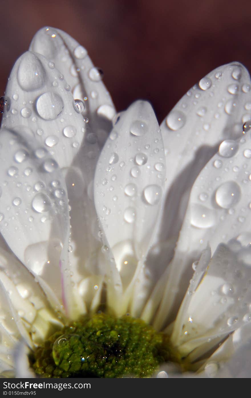 Close up photo of a white daisy splashed with water