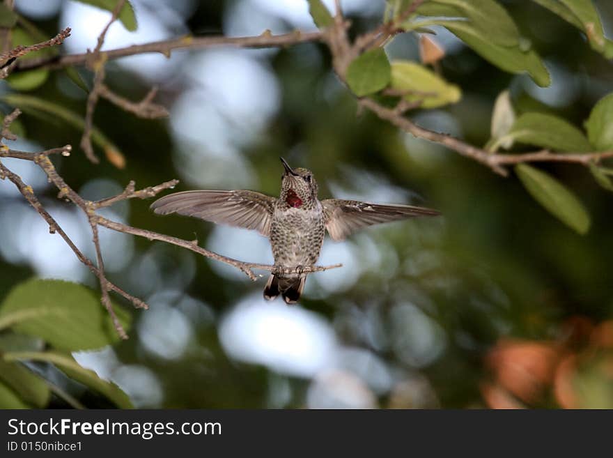 Hummingbird with wings spread wide. Hummingbird with wings spread wide