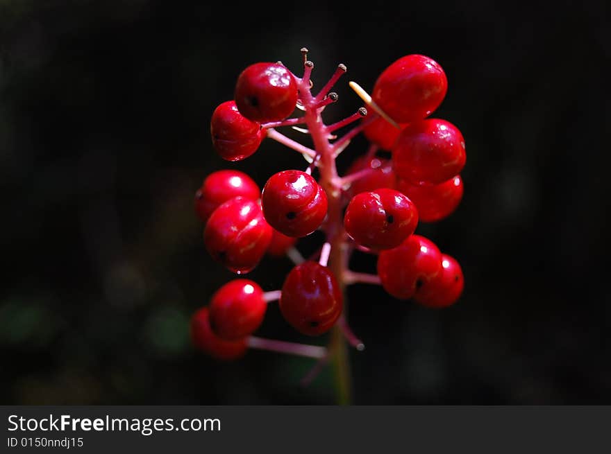 Beautiful red berries upclose in fall. Beautiful red berries upclose in fall