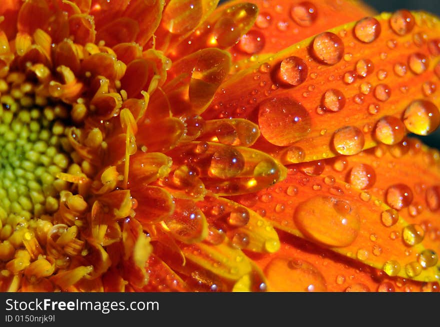 Closeup photo of an orange gerbera splashed with water