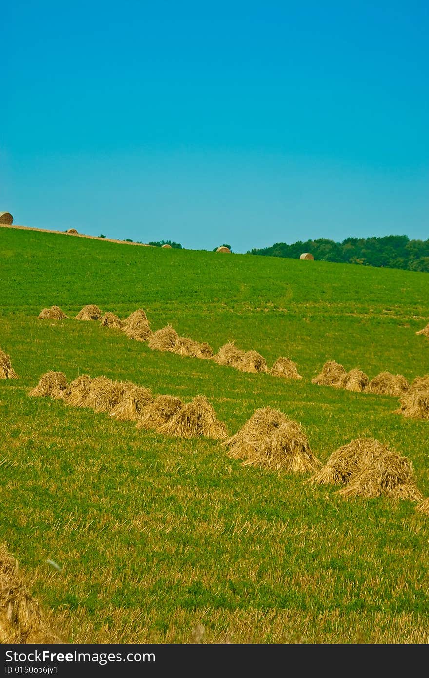 Reaped straw field with rows of straw. Reaped straw field with rows of straw