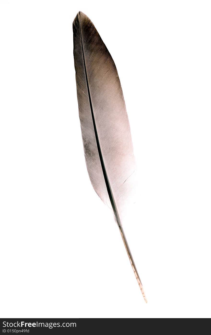 Feather