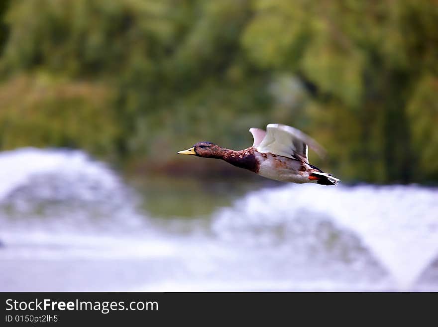 The mallard flying over the pond