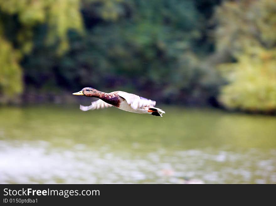 The mallard flying over the pond