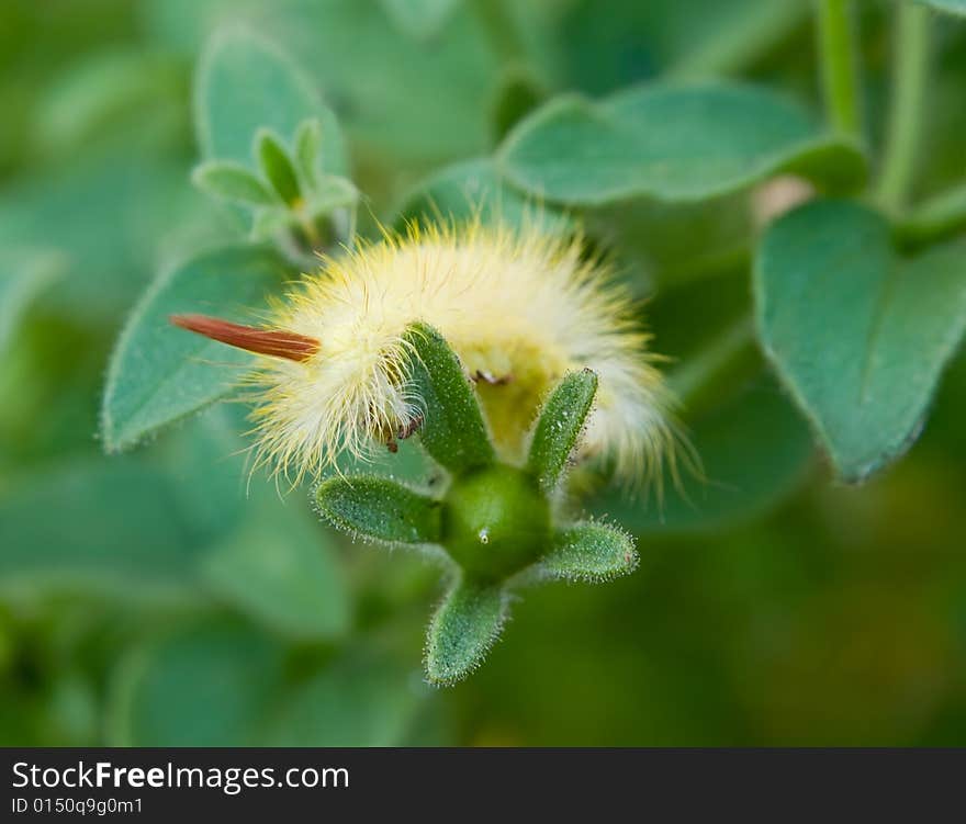 Fluffy caterpillar over blurred nature background. Fluffy caterpillar over blurred nature background