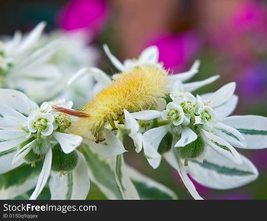 Caterpillar and flowers