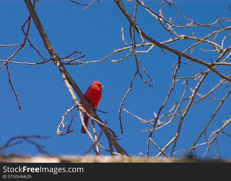 Male Cardinal