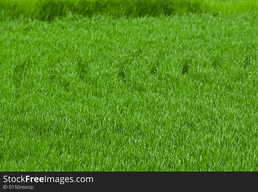 Farmers green field growing for harvest time